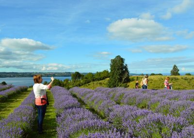Puerto Octay – Los Bajos – Frutillar – Llanquihue